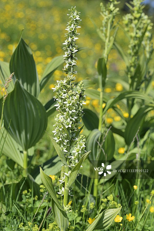 法国萨瓦省的巨型白藜芦花图片素材