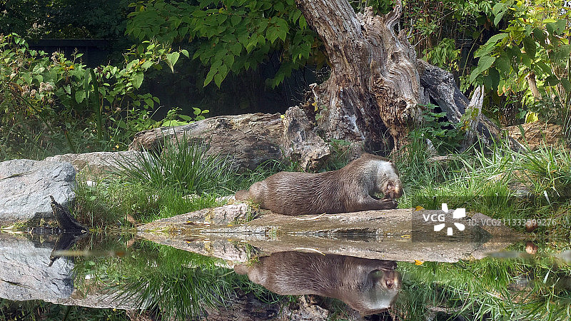 欧洲水獭（Lutra lutra）吞食一条鱼，法国图片素材