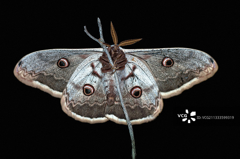 夜间拍摄到的孔雀蛾（法国上阿尔卑斯省）图片素材