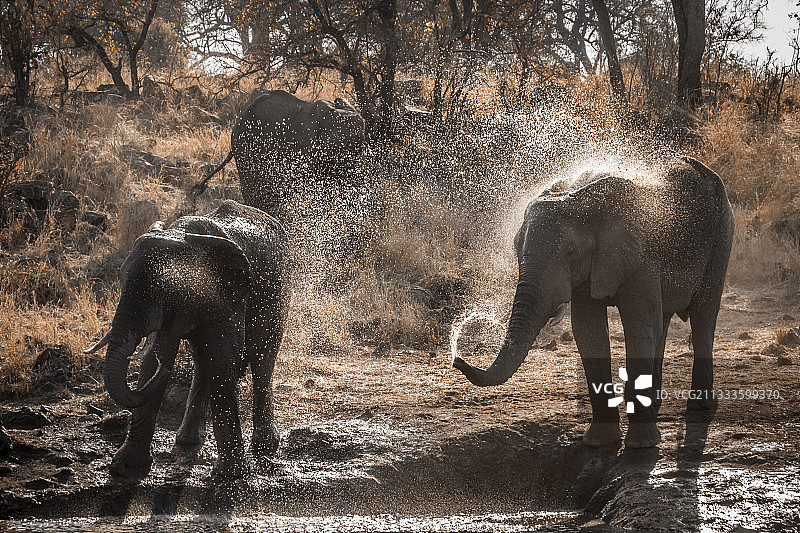 克鲁格国家公园的非洲丛林象图片素材