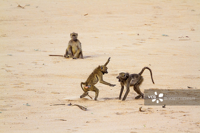 克鲁格国家公园的豚尾狒狒图片素材