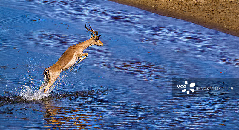 克鲁格国家公园跳跃的黑斑羚图片素材