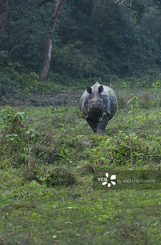 亚洲独角犀牛，奇特旺国家公园，尼泊尔图片素材