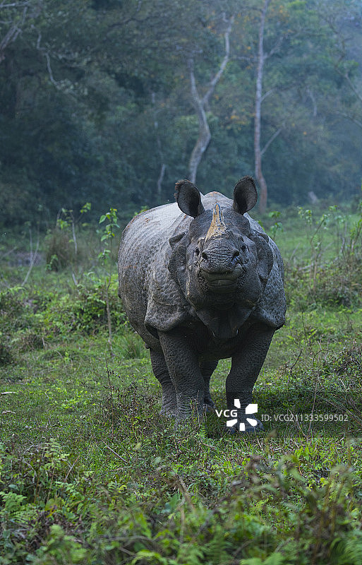 亚洲独角犀牛，奇特旺国家公园，尼泊尔图片素材