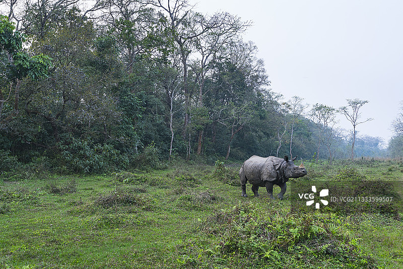 亚洲独角犀牛，奇特旺国家公园，尼泊尔图片素材