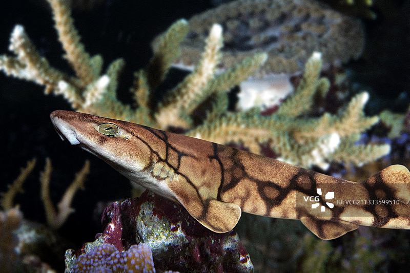 链纹猫鲨，一种具有生物荧光特性的软骨鱼类，生活在西北大西洋和加勒比海30至800米深处。水族馆摄影图片素材