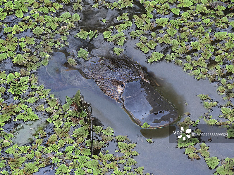 鸭嘴兽，栖息在漂浮植被中，是澳大利亚东部（包括塔斯马尼亚岛）特有的半水生卵生哺乳动物图片素材