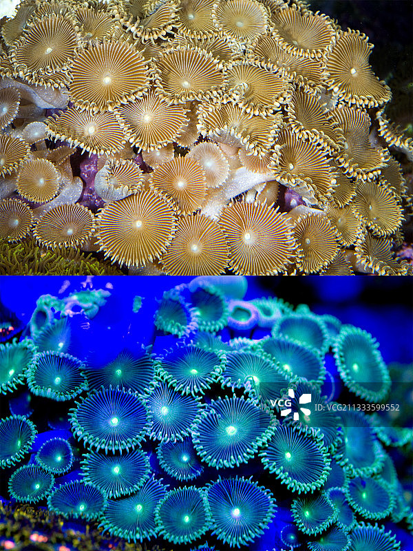 荧光软珊瑚，纽扣珊瑚，日光下拍摄的Protopalythoa sp.，以及在特殊蓝色或紫外线下拍摄的荧光色。许多海葵和珊瑚在特定光波长下会发出强烈的荧光。浅水造礁荧光珊瑚似乎比其他珊瑚更耐珊瑚白化，荧光色素密度越高，抵抗力越强。这使它们能够更好地保护帮助维持它们生存的虫黄藻。荧光色素是光蛋白，目前的理论是它起到了一种防晒霜的作用，防止过多的紫外线损害虫黄藻。这些珊瑚在虫黄藻上方有光蛋白来保护它们。生长在光线稀缺的深水中的珊瑚正在利用荧光吸收紫外线，并将其反射回虫黄藻，为它们提供更多的光来转化为养分。这些珊瑚的光蛋白位于下方图片素材