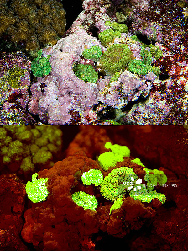 荧光珊瑚：香菇珊瑚图片素材