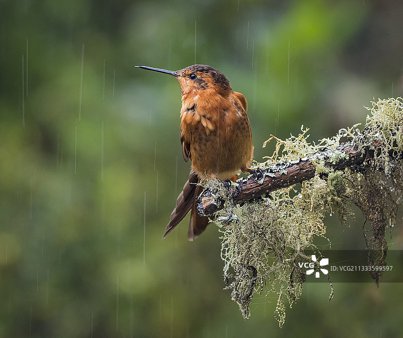雨中闪耀的太阳鸟，鲁伊斯火山，哥伦比亚，12月图片素材