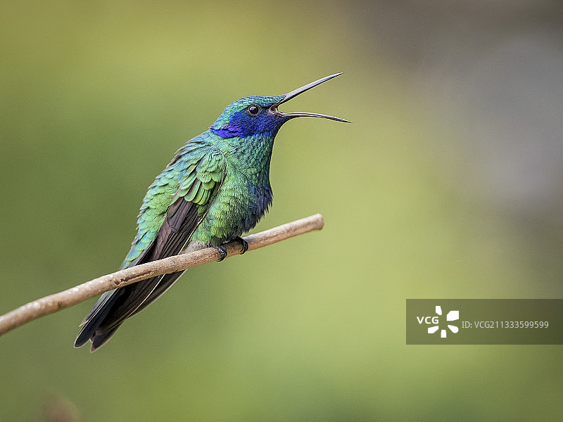 闪紫耳蜂鸟，领地鸟鸣叫，哥伦比亚内华达山脉，十月图片素材