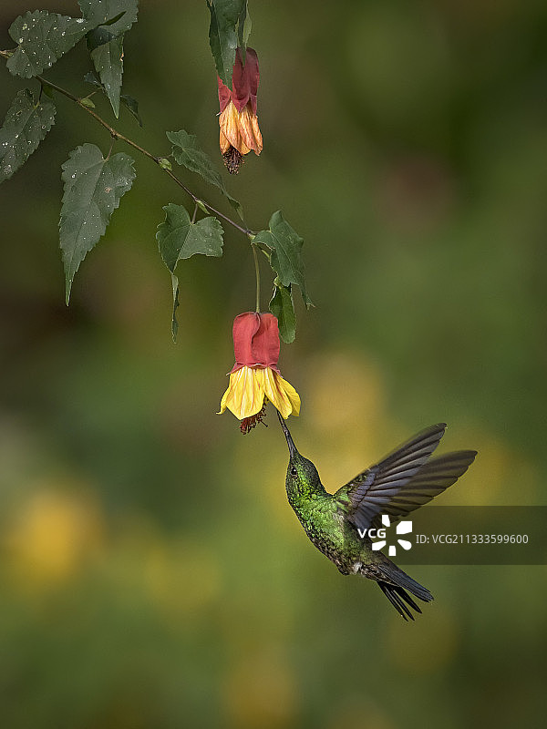 蜂鸟在哥伦比亚马尼萨莱斯附近采食悬挂的花朵图片素材
