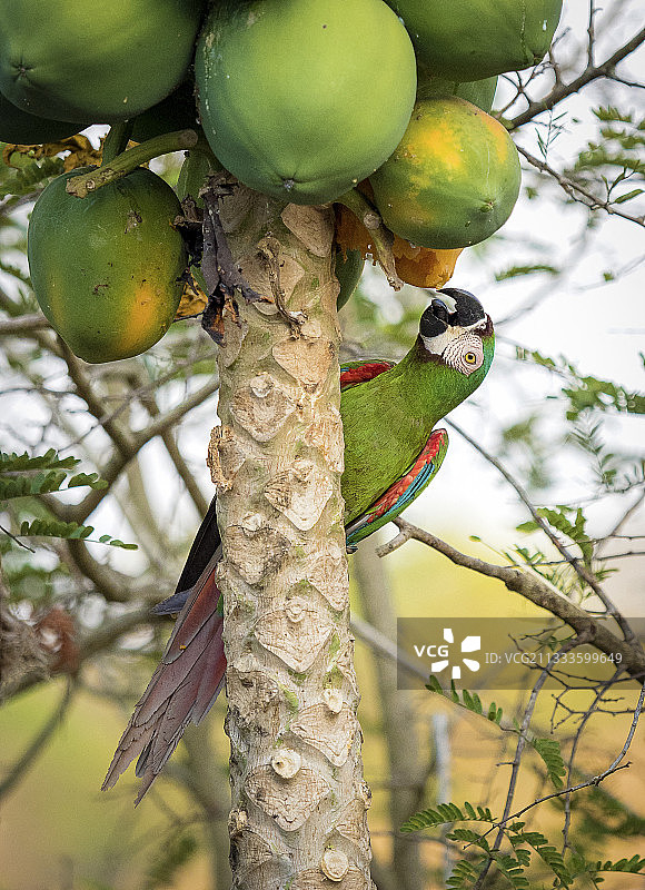 栗额金刚鹦鹉，正在食用番木瓜果实，哥伦比亚安蒂奥基亚，三月图片素材