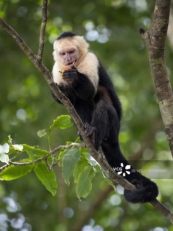 白面卷尾猴，在科斯达黎加曼努埃尔·安东尼奥国家公园吃从游客那里偷来的苹果图片素材