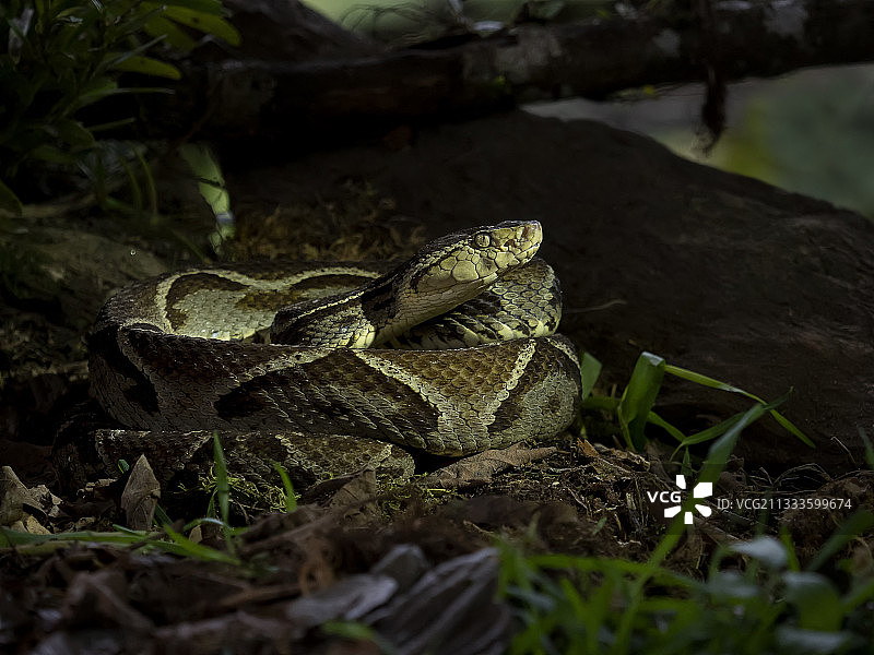 矛头蝮蛇成蛇盘踞于哥斯达黎加的森林地面上图片素材