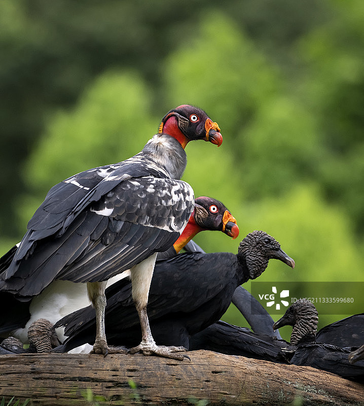 国王秃鹫，两只成年秃鹫，哥斯达黎加，10月图片素材