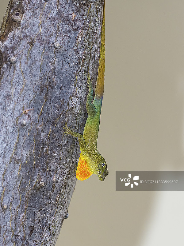 牙买加绿松石变色蜥（格拉汉姆变色蜥），牙买加，二月图片素材