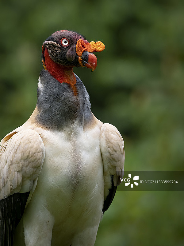 国王秃鹫（Sarcoramphus papa），成年，翅膀展开，哥斯达黎加，十月图片素材