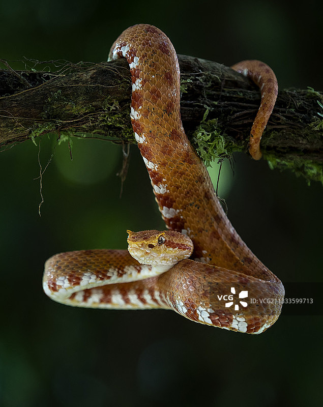 睫毛蝮蛇（Bothriechis schlegeli），橙色形态，哥斯达黎加，二月图片素材