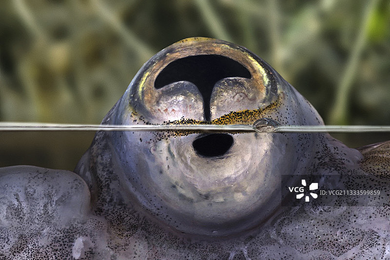 四眼鱼：适应水面生活的独特眼睛结构图片素材