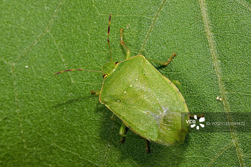 南方绿蝽成虫图片素材