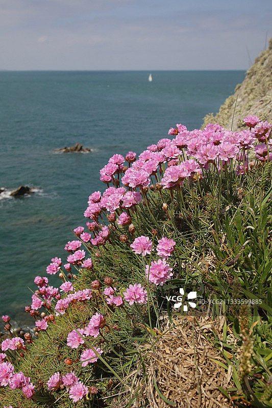 海石竹花，康卡勒，布列塔尼，法国图片素材