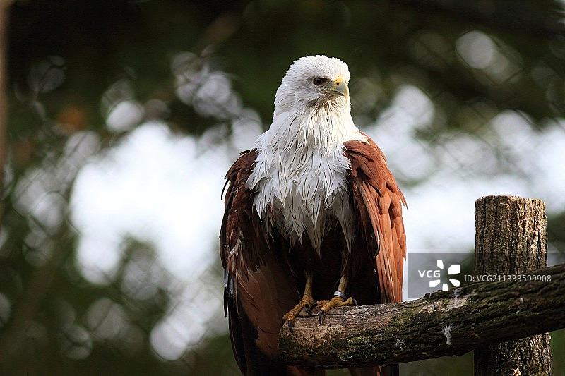 红隼（Haliastur indus）图片素材