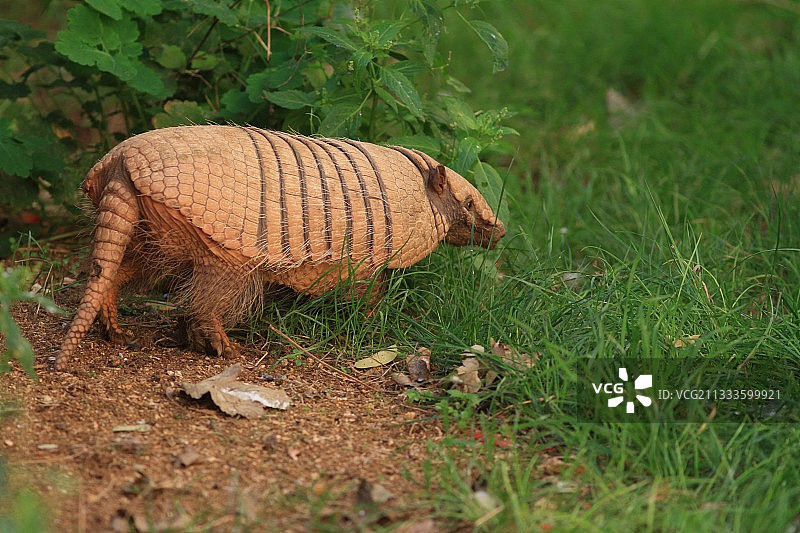 六带犰狳图片素材