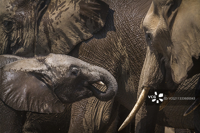 克鲁格国家公园的非洲丛林象图片素材