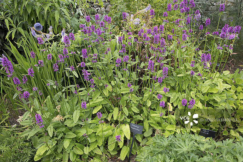 英国坎布里亚郡西泽花园水苏花图片素材