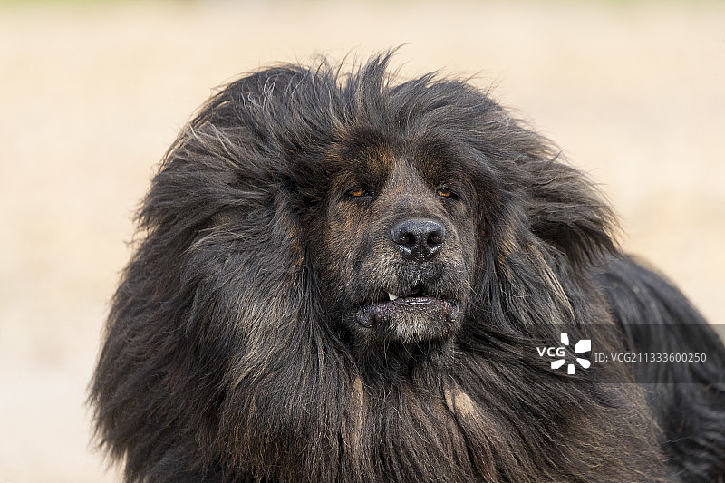 藏獒，坝上草原，张家口，河北省，内蒙古图片素材