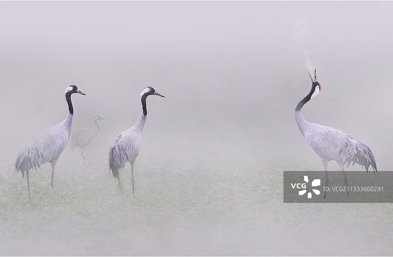 香槟法国雾中的普通鹤图片素材