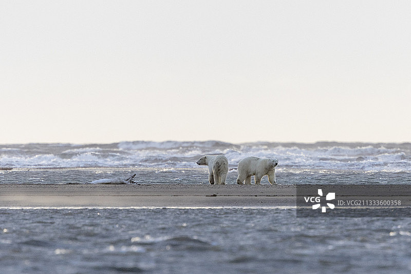 北极熊与幼崽在卡克托维克外的屏障岛上行走，阿拉斯加北极国家野生动物保护区图片素材