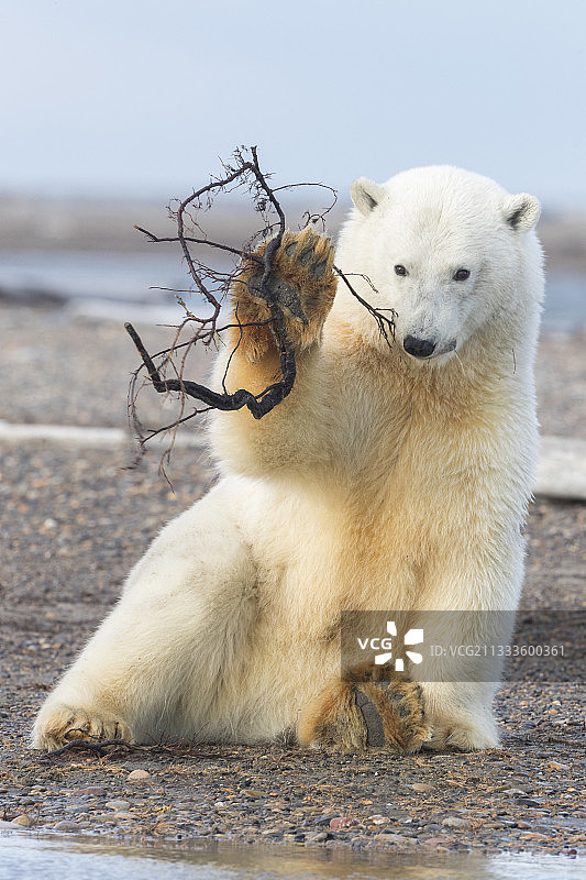 在阿拉斯加北极国家野生动物保护区卡克托维克外屏障岛玩树枝的北极熊图片素材