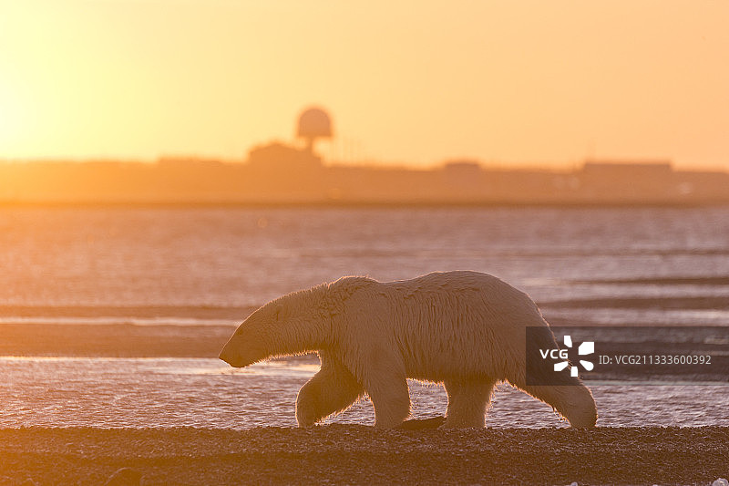 北极熊在阿拉斯加的巴特岛沿岸行走图片素材