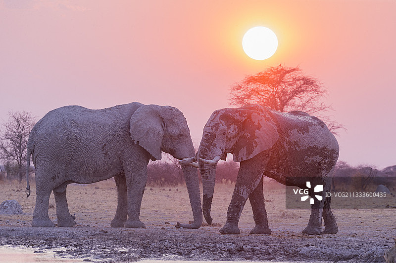 非洲丛林象，博茨瓦纳Nxai国家公园水坑图片素材