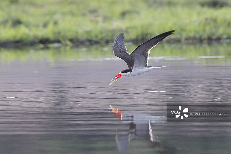 非洲剪嘴鸥在博茨瓦纳乔贝国家公园乔贝河捕鱼图片素材