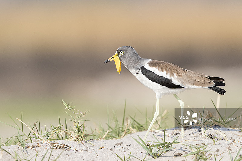 非洲肉垂麦鸡，乔贝河，乔贝国家公园，博茨瓦纳图片素材