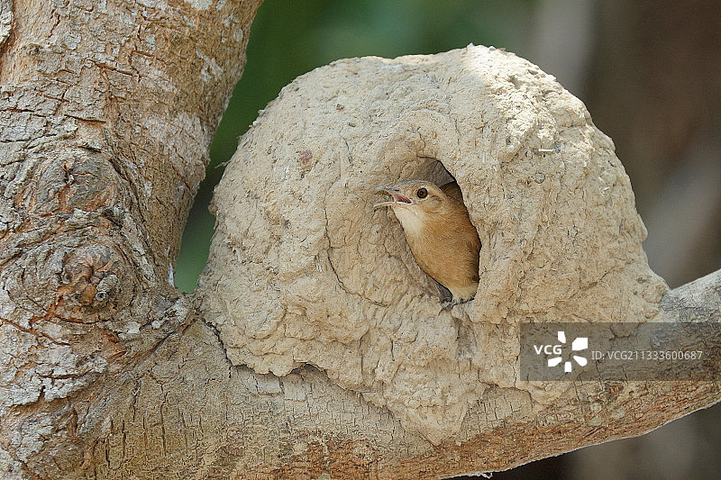 棕灶鸟在巴西潘塔纳尔湿地泥巢入口图片素材