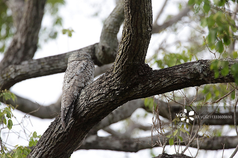 长尾林鸱栖息在树枝上（巴西，潘塔纳尔）图片素材