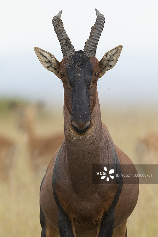 肯尼亚马赛马拉的站立的狷羚图片素材