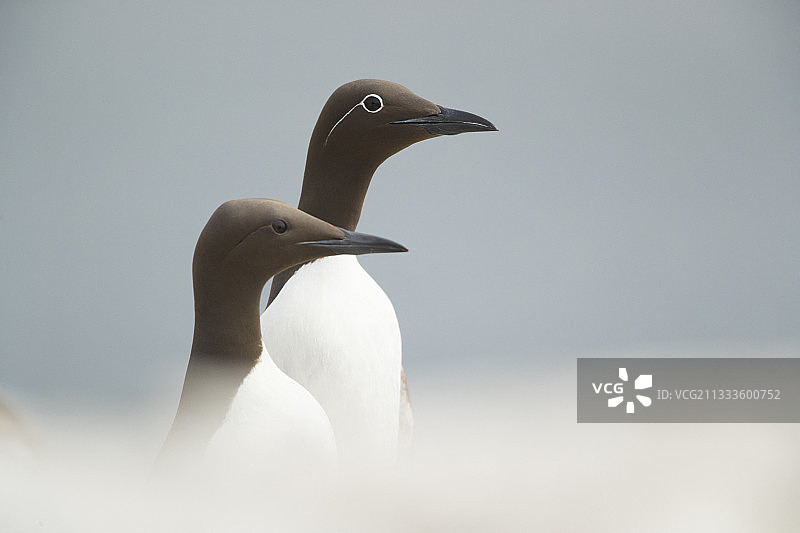 海鸠/普通海鸠。一只带 Bridled 冠羽和一只普通海鸠栖息在英国诺森伯兰郡的悬崖边图片素材