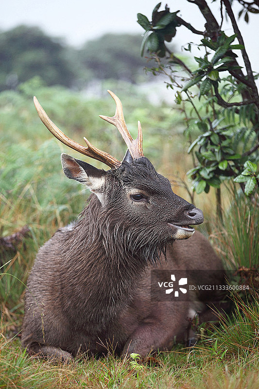 水鹿，斯里兰卡霍顿平原国家公园图片素材