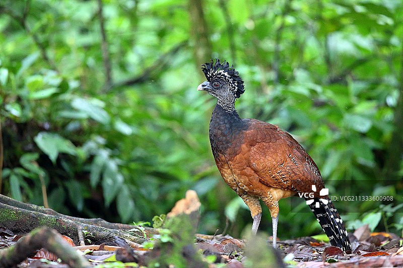 红嘴凤冠雉，哥斯达黎加图片素材