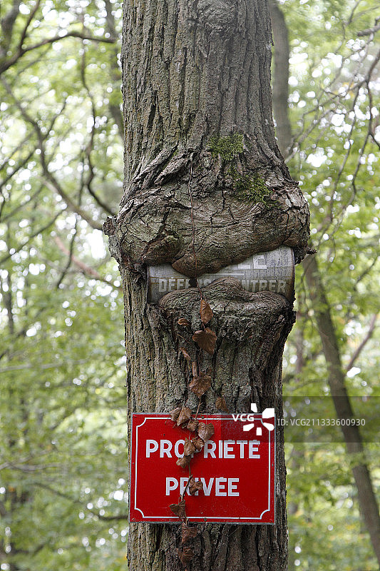 法国伊夫林省上谢夫勒斯山谷地区自然公园Madelaine森林中覆盖着树皮的面板图片素材