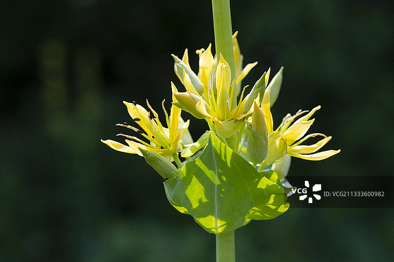 法国洛林的大黄龙胆图片素材