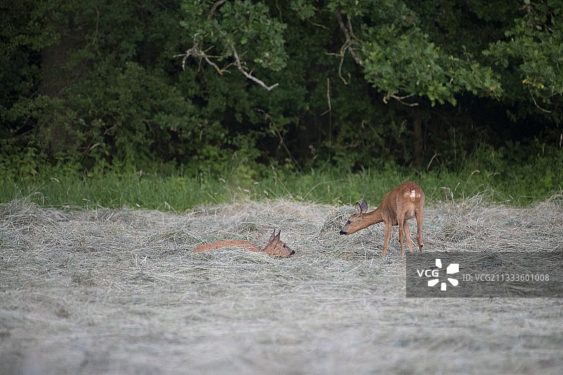 温柔的母狍，法国洛林图片素材