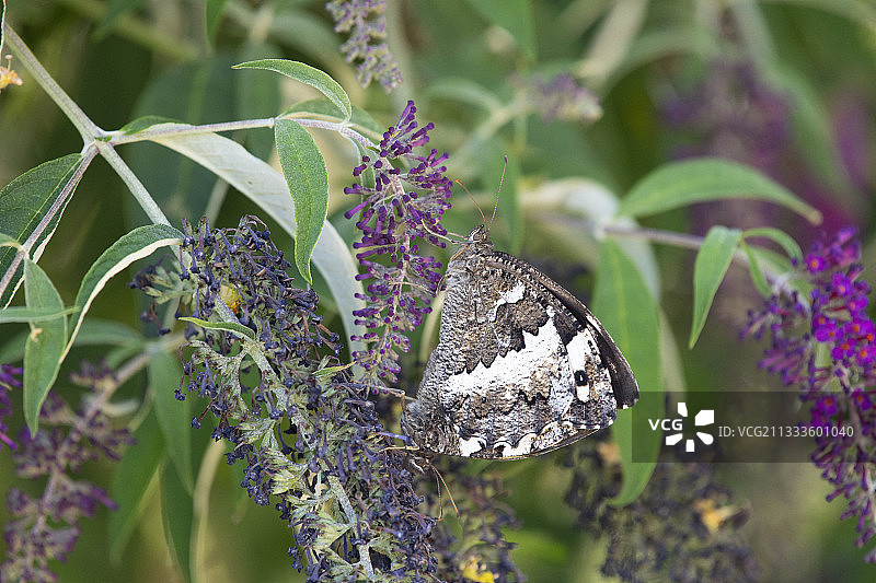 环带 grayling 灰蝶交配，法国德龙省图片素材