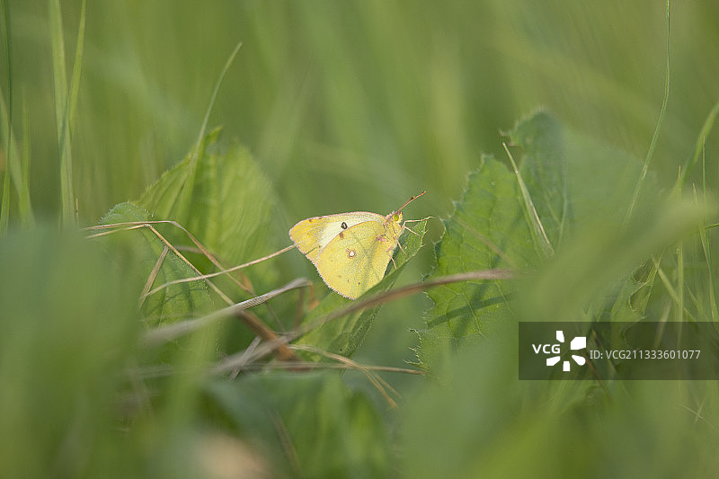 淡色云黄蝶（Colias hyale）雄性，法国洛林图片素材