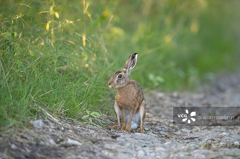 法国洛林的雄性欧洲野兔图片素材